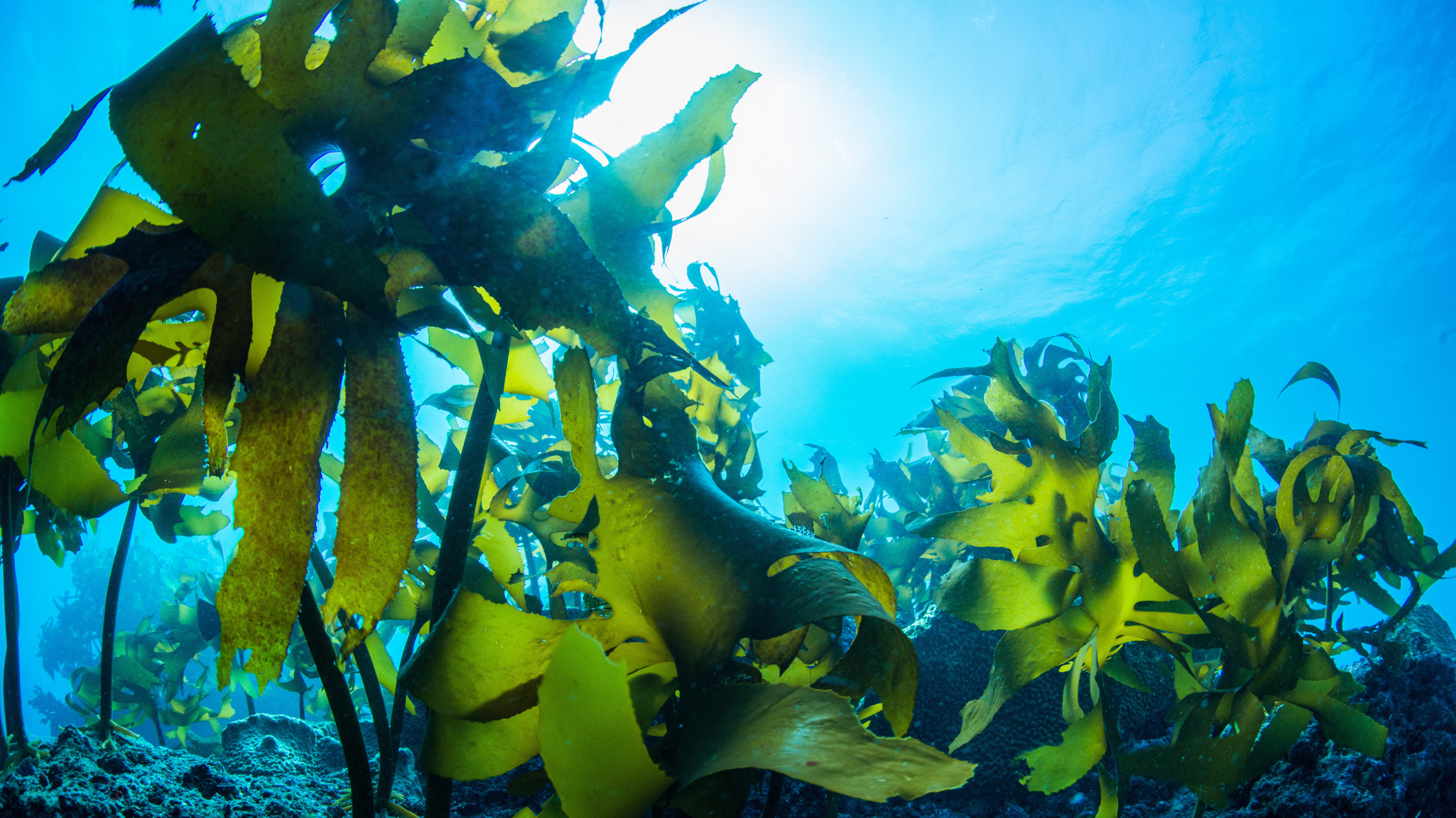 Underwater view of marine algae symbolizing the natural source of vegan Omega-3 capsules with DHA and EPA from algae oil – Dangschat T.O.H.
